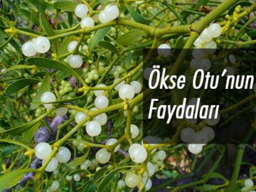Ökse Otunun Yararları