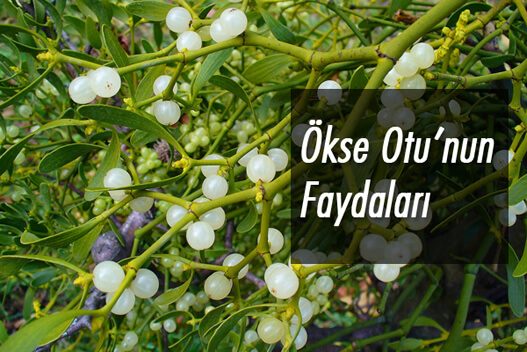 Ökse Otunun Yararları